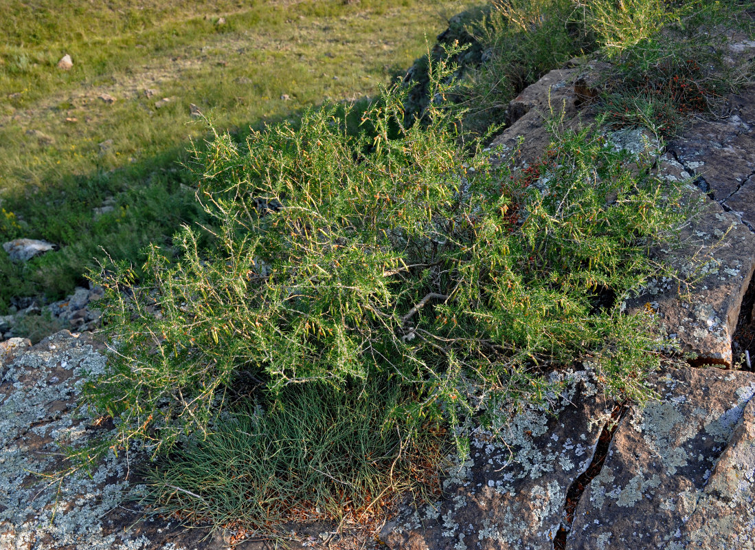 Image of Caragana pygmaea specimen.