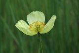 Papaver amurense