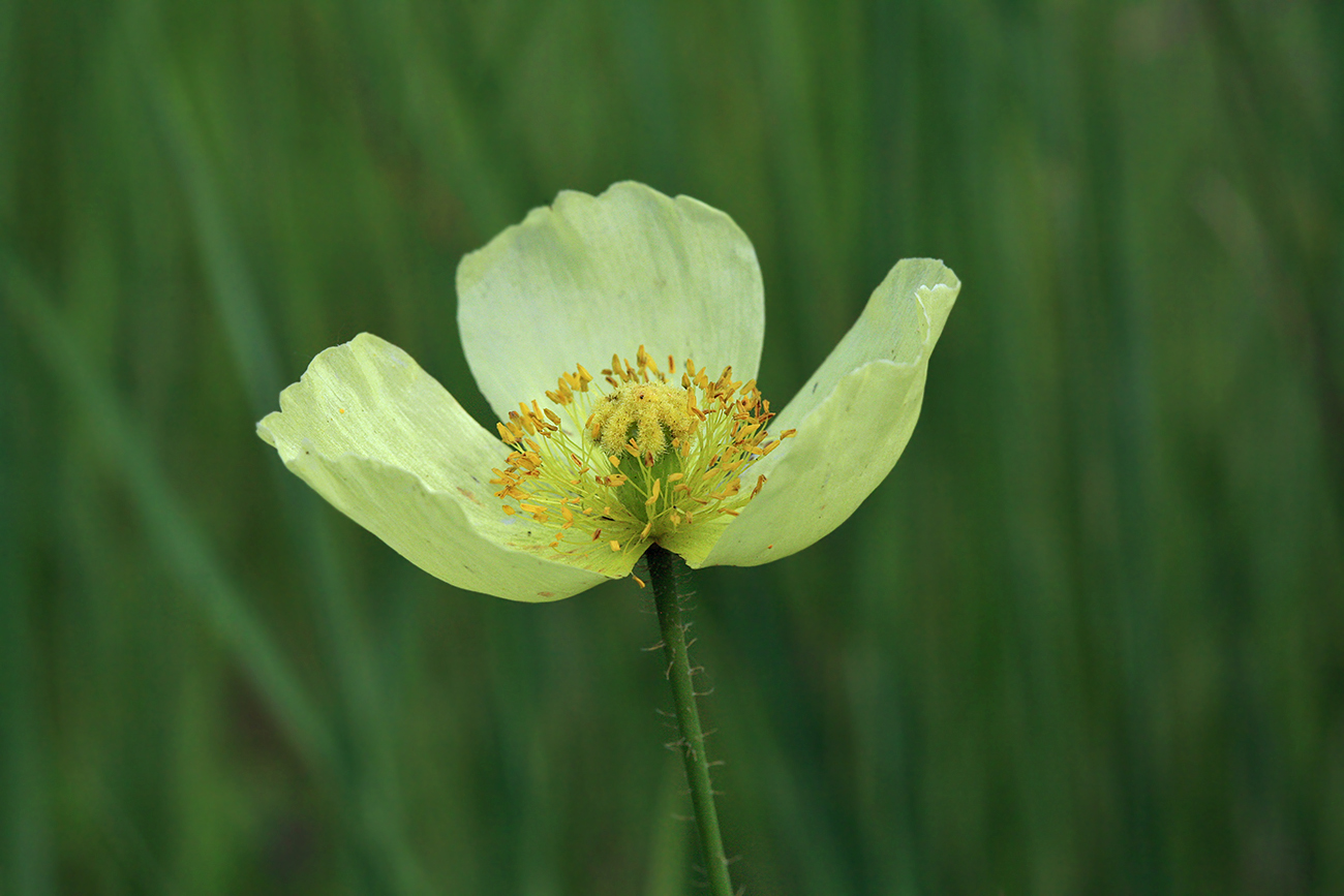 Изображение особи Papaver amurense.