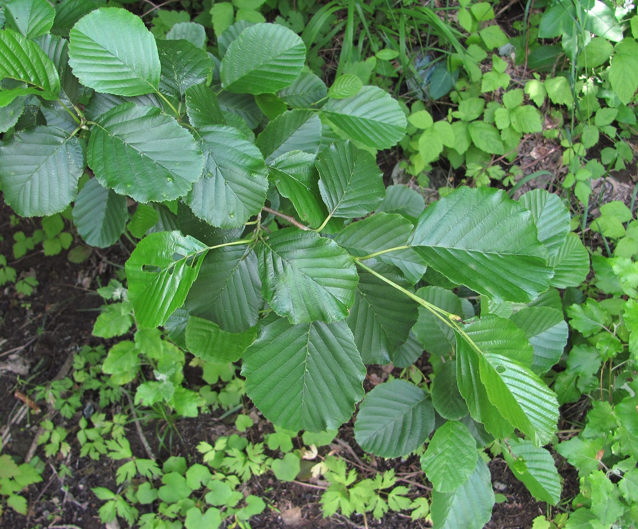 Image of Alnus barbata specimen.