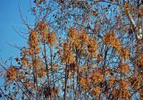 Melia azedarach. Часть кроны плодоносящего дерева. Турция, Анталья, в культуре. 31.12.2018.