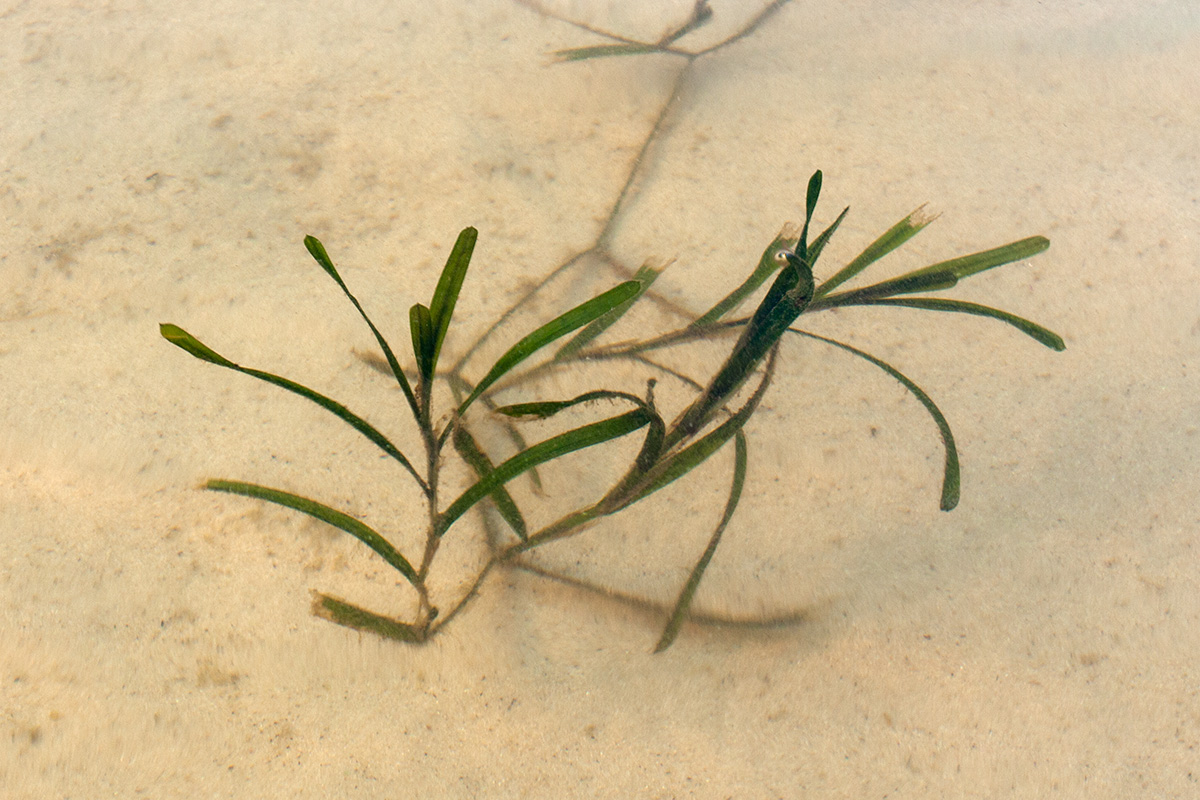 Image of Potamogeton compressus specimen.