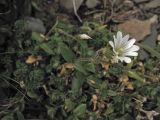 Cerastium eriophorum. Побеги с цветками и завязавшимся плодом. Украина, Закарпатская обл., Раховский р-н, хр. Свидовец, ≈ 1800 м н.у.м., каменистая осыпь. 27 августа 2008 г.