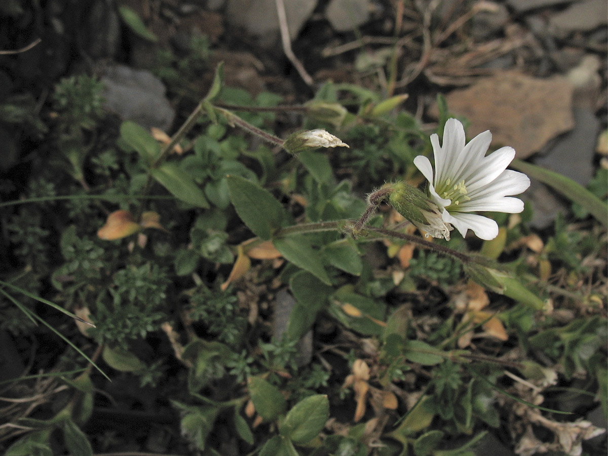 Изображение особи Cerastium eriophorum.