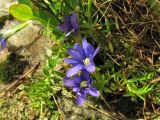 Gentiana laciniata