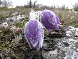 Pulsatilla taurica