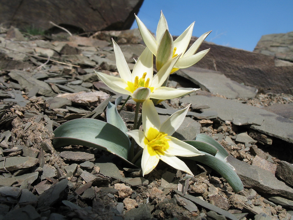 Image of Tulipa orthopoda specimen.