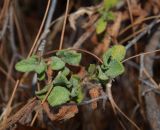 Cistus salviifolius. Верхушка веточки. Турция, Анталья, р-н Аланья, левый борт долины р. Дим, окр. пещеры Дим, на склоне у дороги на краю соснового леса. 22.08.2018.