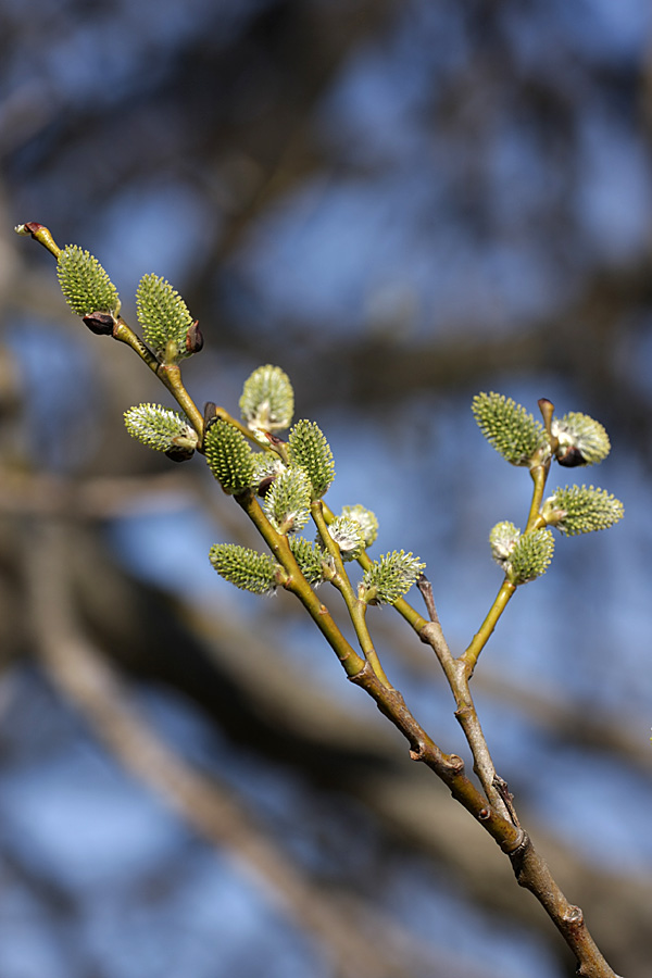 Image of Salix caprea specimen.