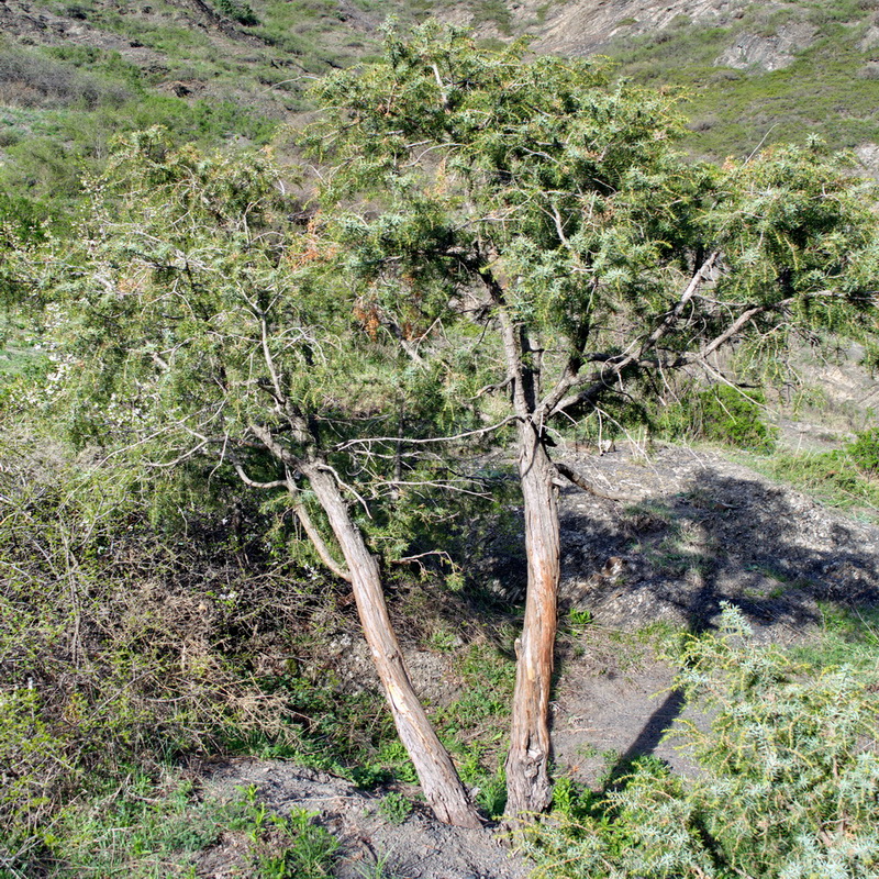 Image of Juniperus oblonga specimen.