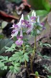 Corydalis &times; allenii