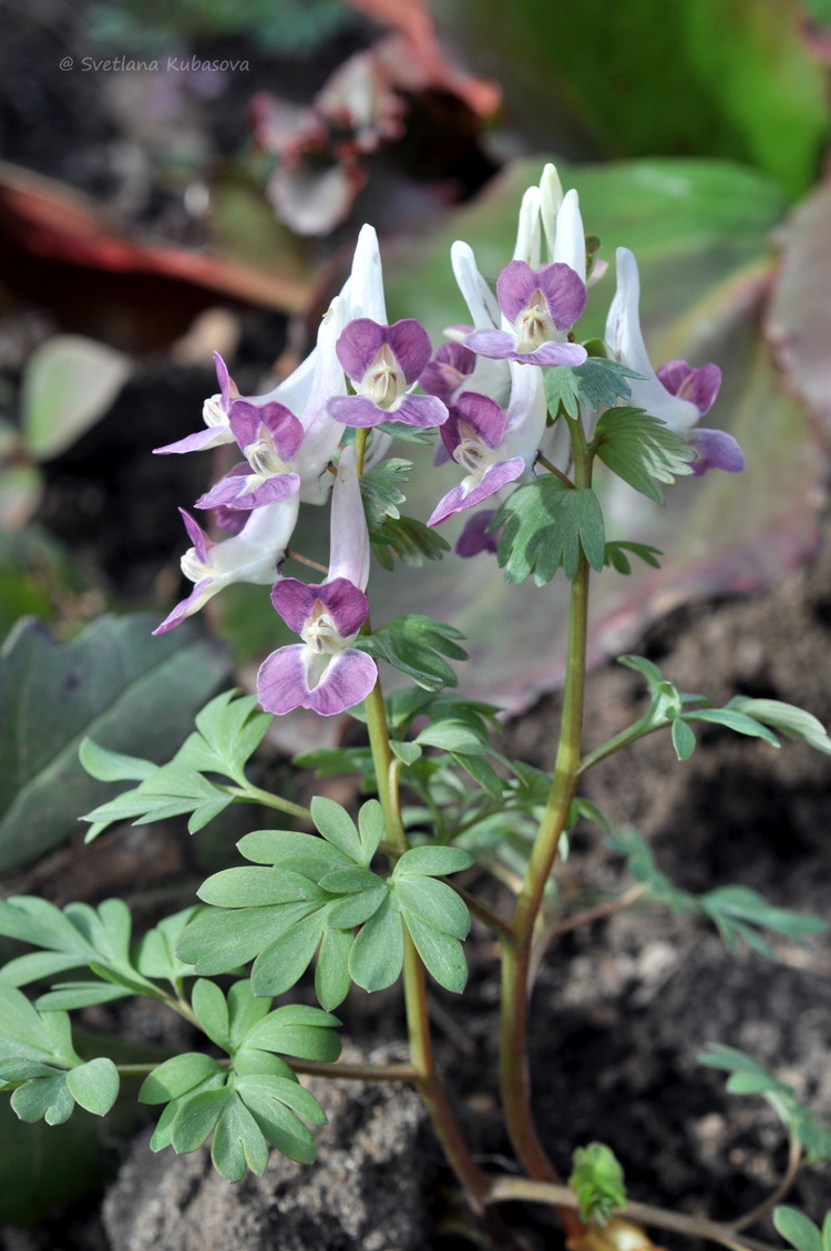 Изображение особи Corydalis &times; allenii.