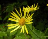 Doronicum austriacum. Соцветия. Украина, Закарпатская обл., Тячевский р-н, с. Усть-Черная, подъем на гору Климова. 23.06.2010.