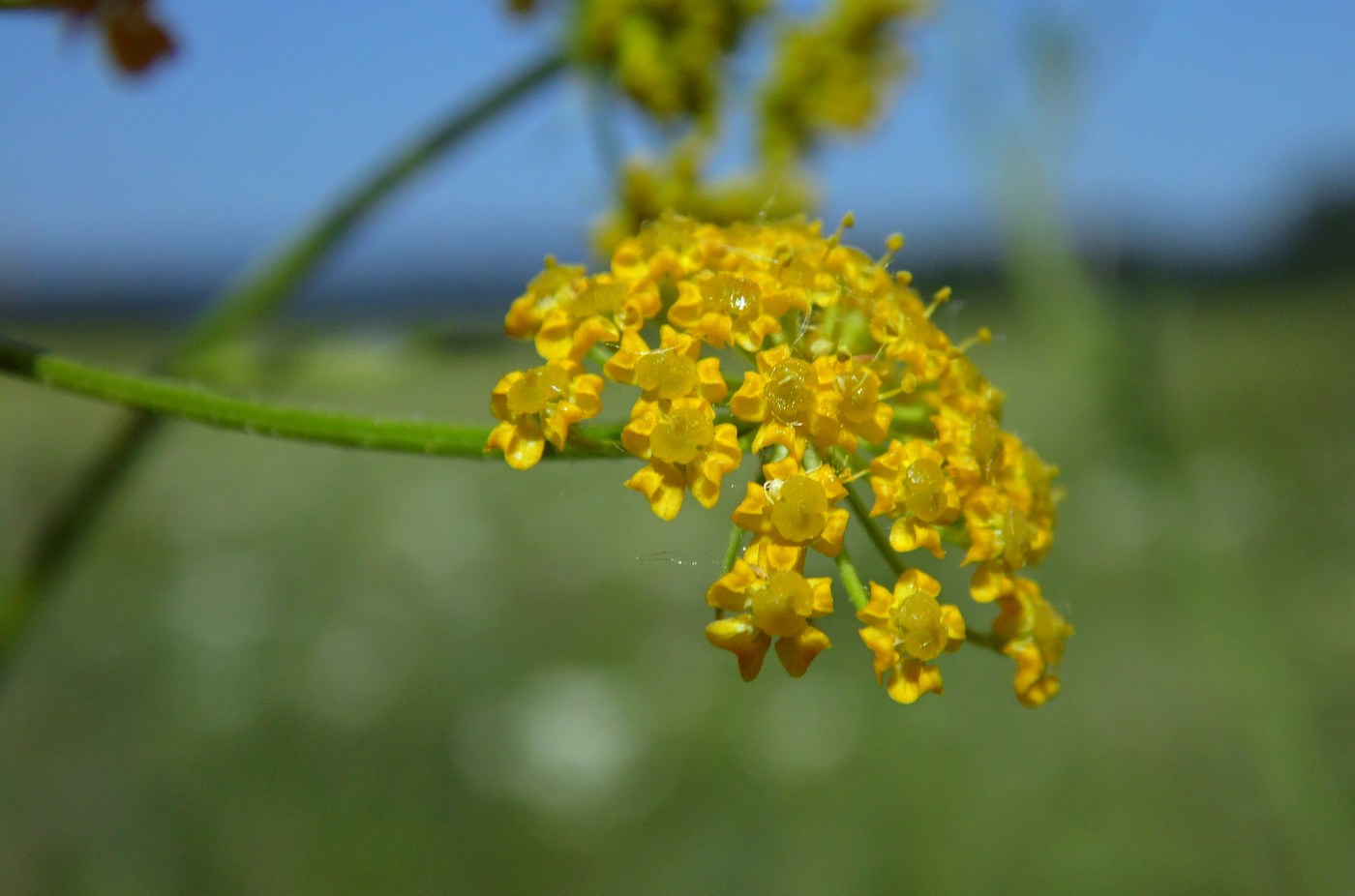 Image of Pastinaca pimpinellifolia specimen.