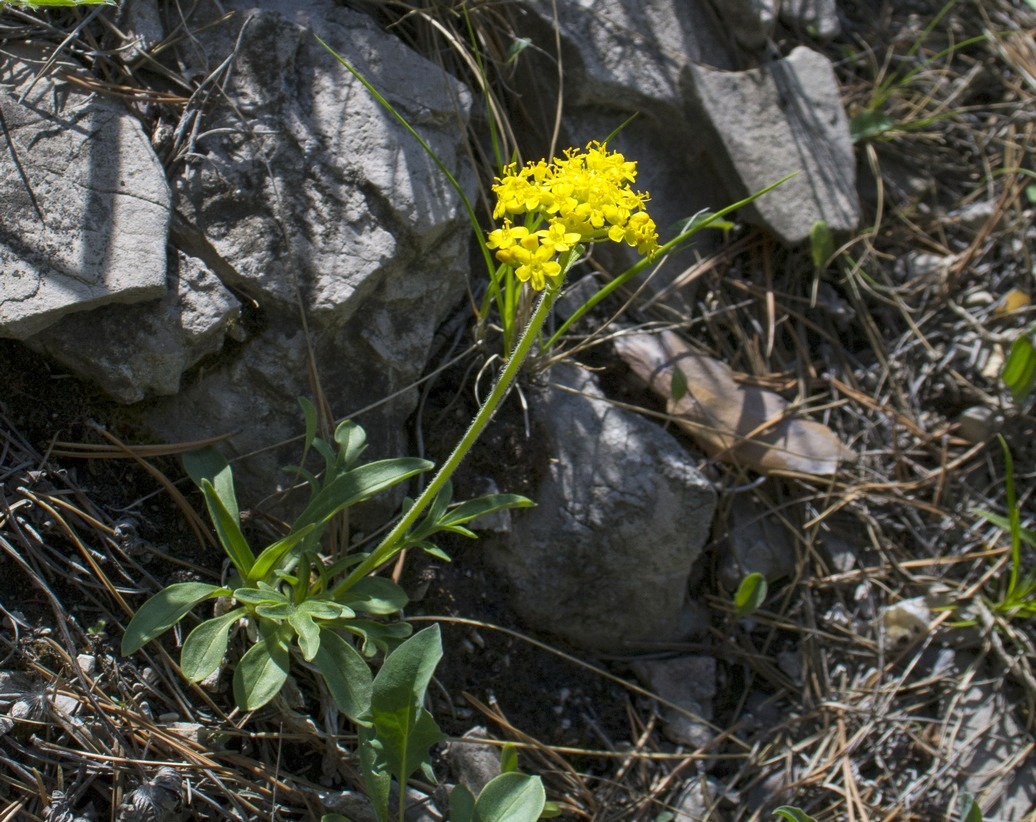 Изображение особи Patrinia sibirica.