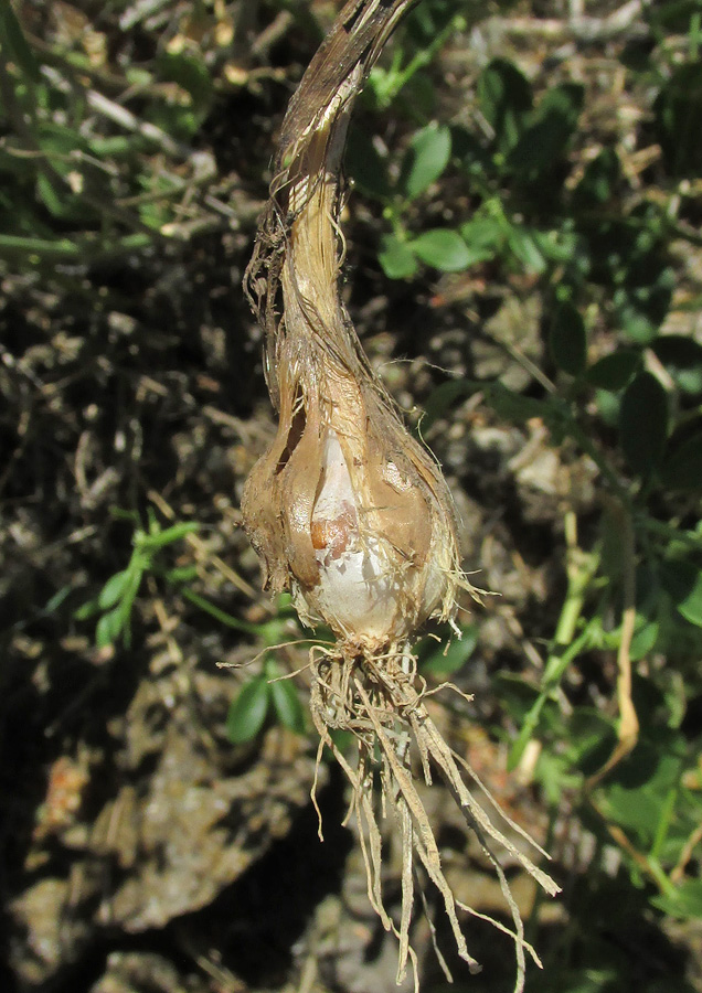 Image of Allium atroviolaceum specimen.