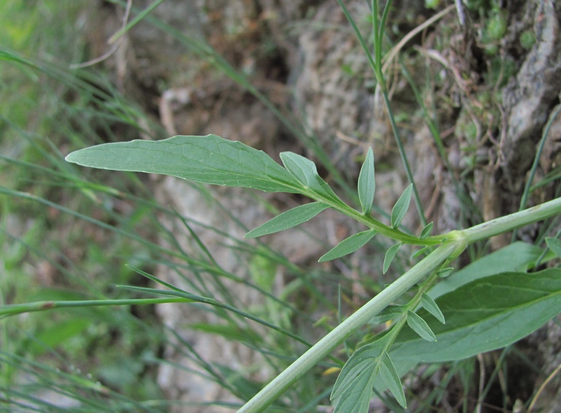 Image of Valeriana cardamines specimen.