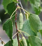 Betula pendula