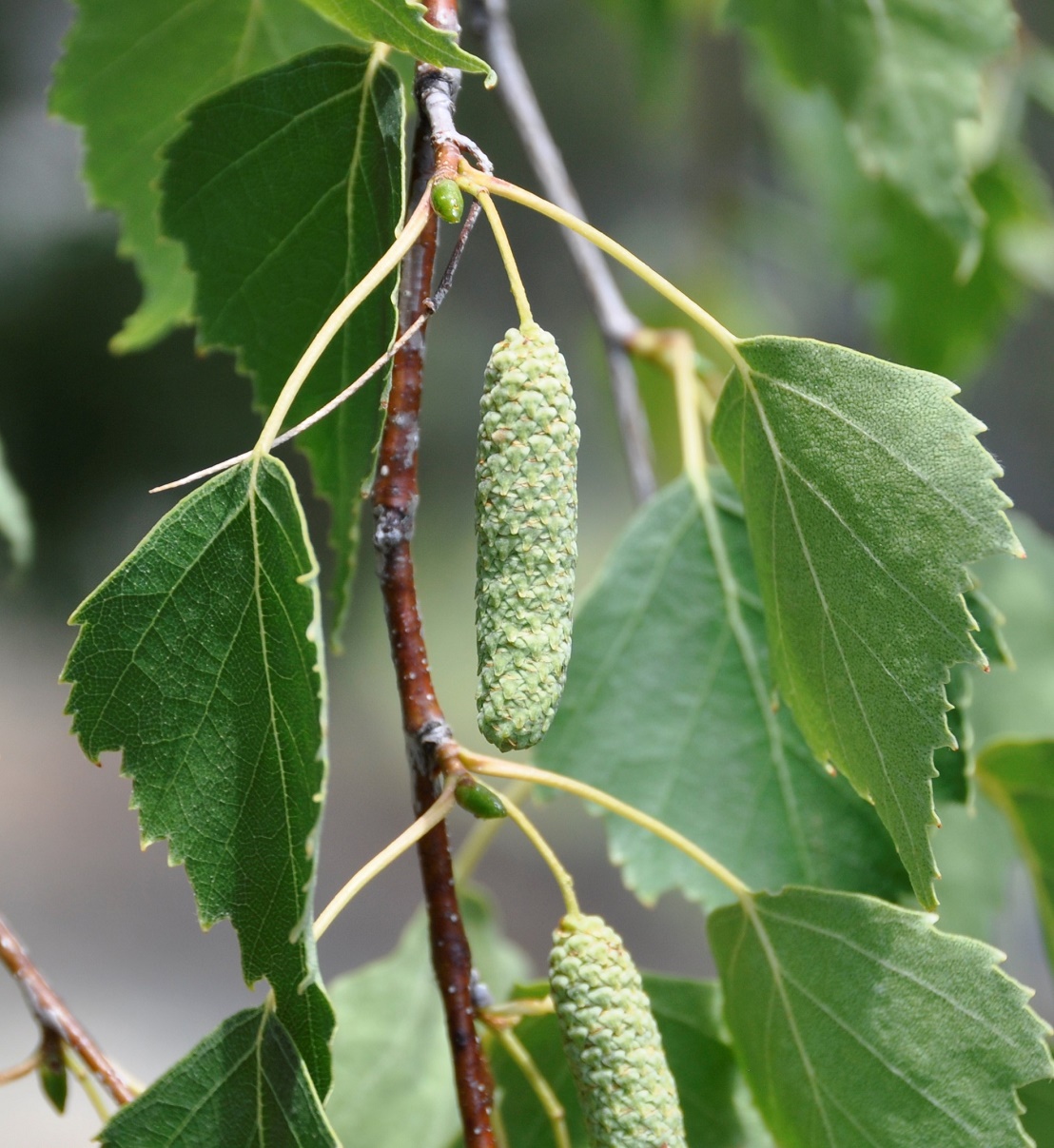 Изображение особи Betula pendula.