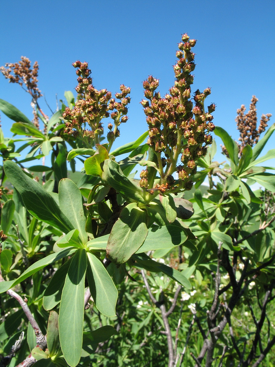 Image of Sibiraea altaiensis specimen.