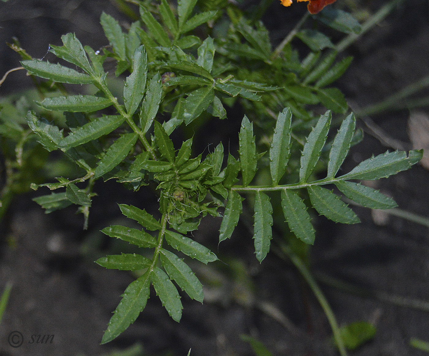 Image of Tagetes patula specimen.