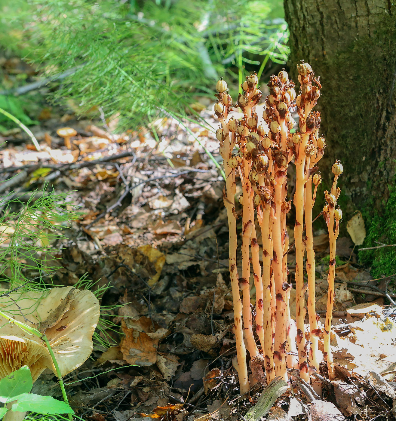 Image of Hypopitys monotropa specimen.