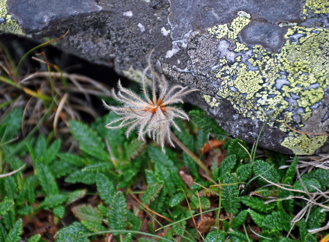 Image of Dryas octopetala specimen.