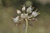 Allium marschallianum