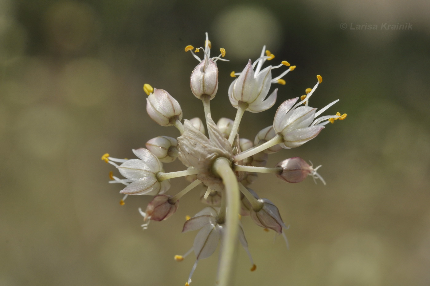 Image of Allium marschallianum specimen.