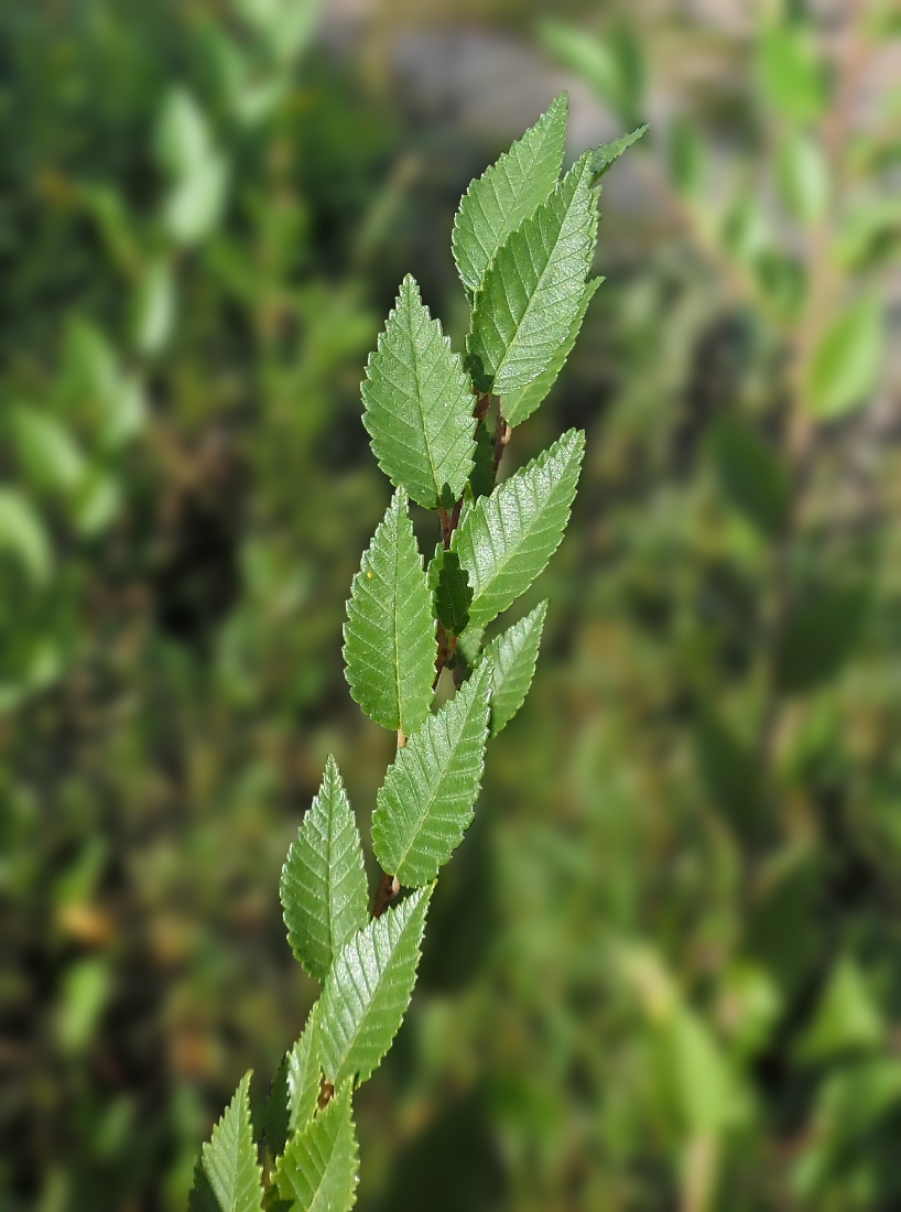 Изображение особи Ulmus pumila.