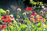 род Gaillardia. Верхушки цветущих и плодоносящих растений. Крым, пос. Партенит, в культуре. 23.09.2019.