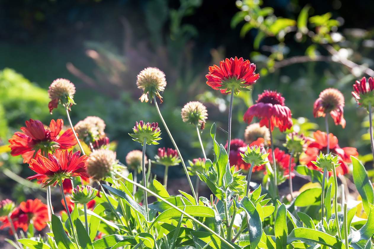 Изображение особи род Gaillardia.