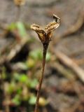 Cicendia filiformis. Раскрывшимйся плод. Нидерланды, провинция Drenthe, национальный парк Drentsche Aa, заказник Eexterveld, участок с нарушенным травяным покровом. 9 августа 2008 г.