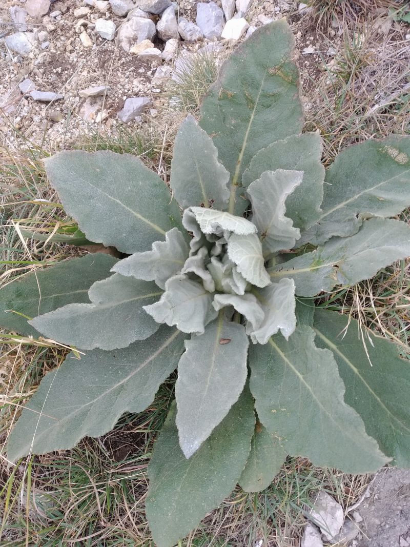 Image of Verbascum densiflorum specimen.