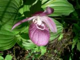 Cypripedium macranthos