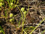 Sparganium hyperboreum