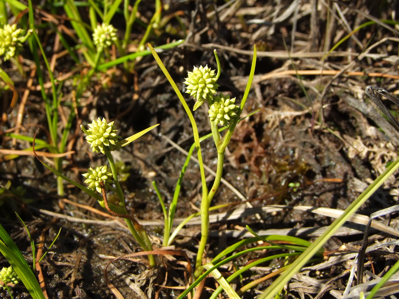 Изображение особи Sparganium hyperboreum.