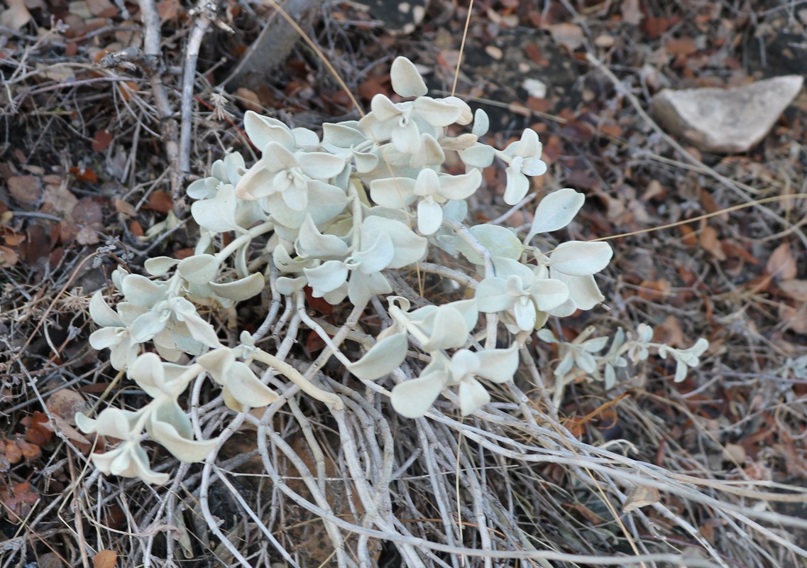 Изображение особи Stachys stschegleewii.