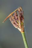 genus Schoenoplectus