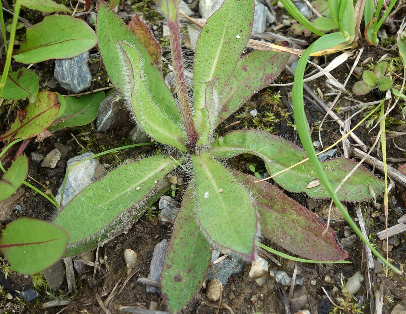 Image of Pilosella aurantiaca specimen.
