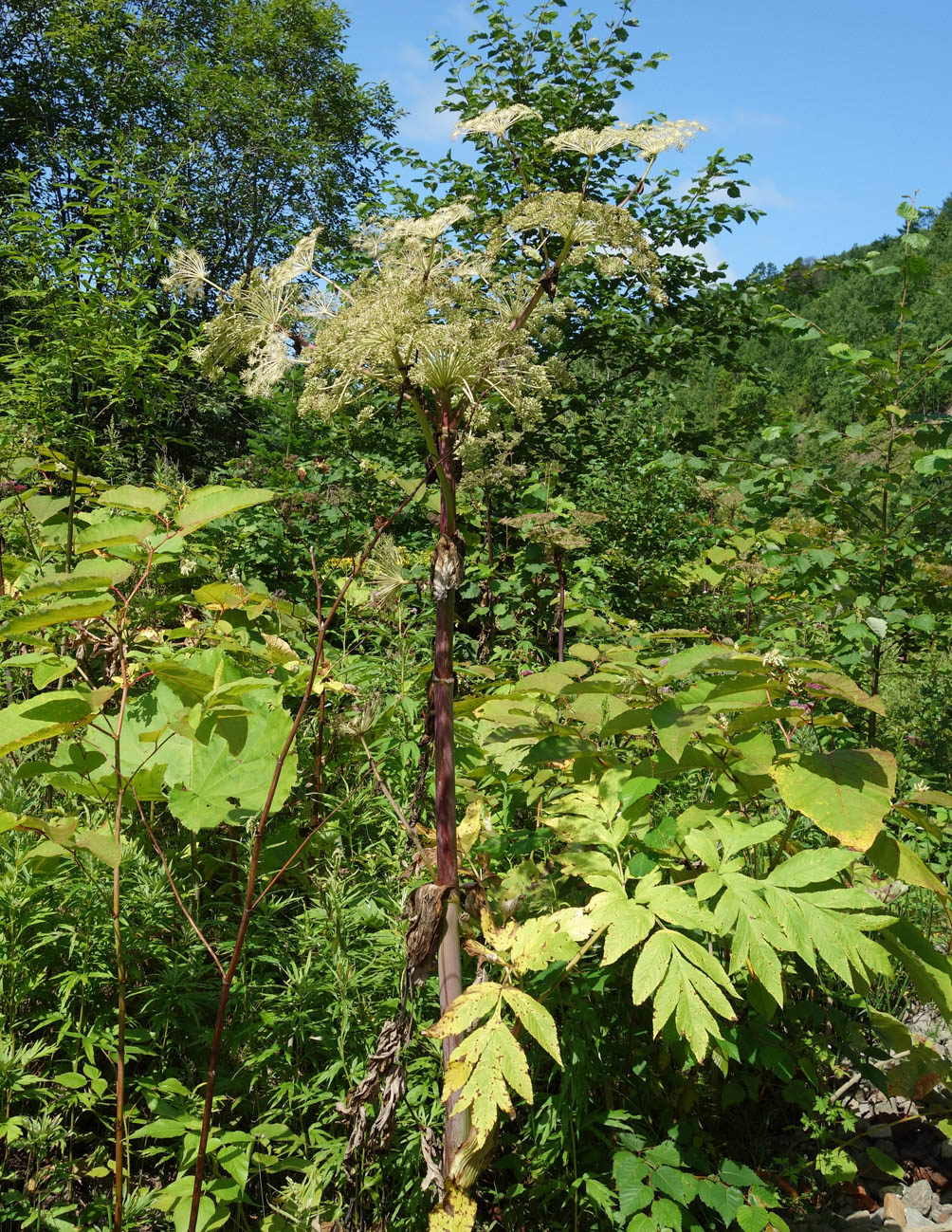 Image of Angelica ursina specimen.