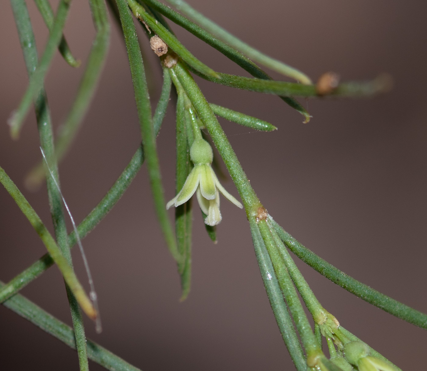 Изображение особи Plocama pendula.