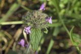 Clinopodium vulgare