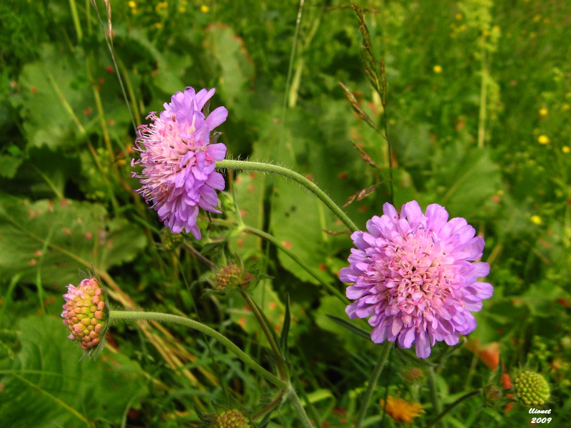 Image of Knautia arvensis specimen.