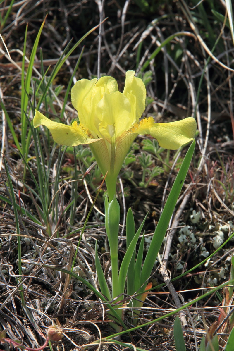 Изображение особи Iris arenaria.