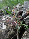 Euonymus koopmannii