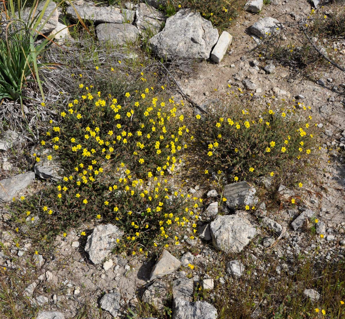 Image of Fumana thymifolia specimen.