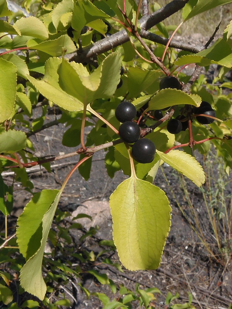 Image of Rhamnus cathartica specimen.