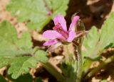 Erodium neuradifolium. Соцветие с одним раскрытым цветком и основание листовой пластинки. Израиль, окр. г. Арад, опустыненная фригана на ровной возвышенной каменистой поверхности. 05.03.2020.