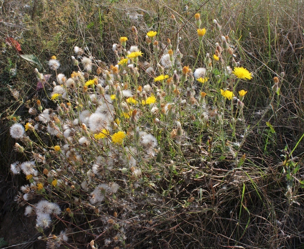 Изображение особи Crepis rhoeadifolia.